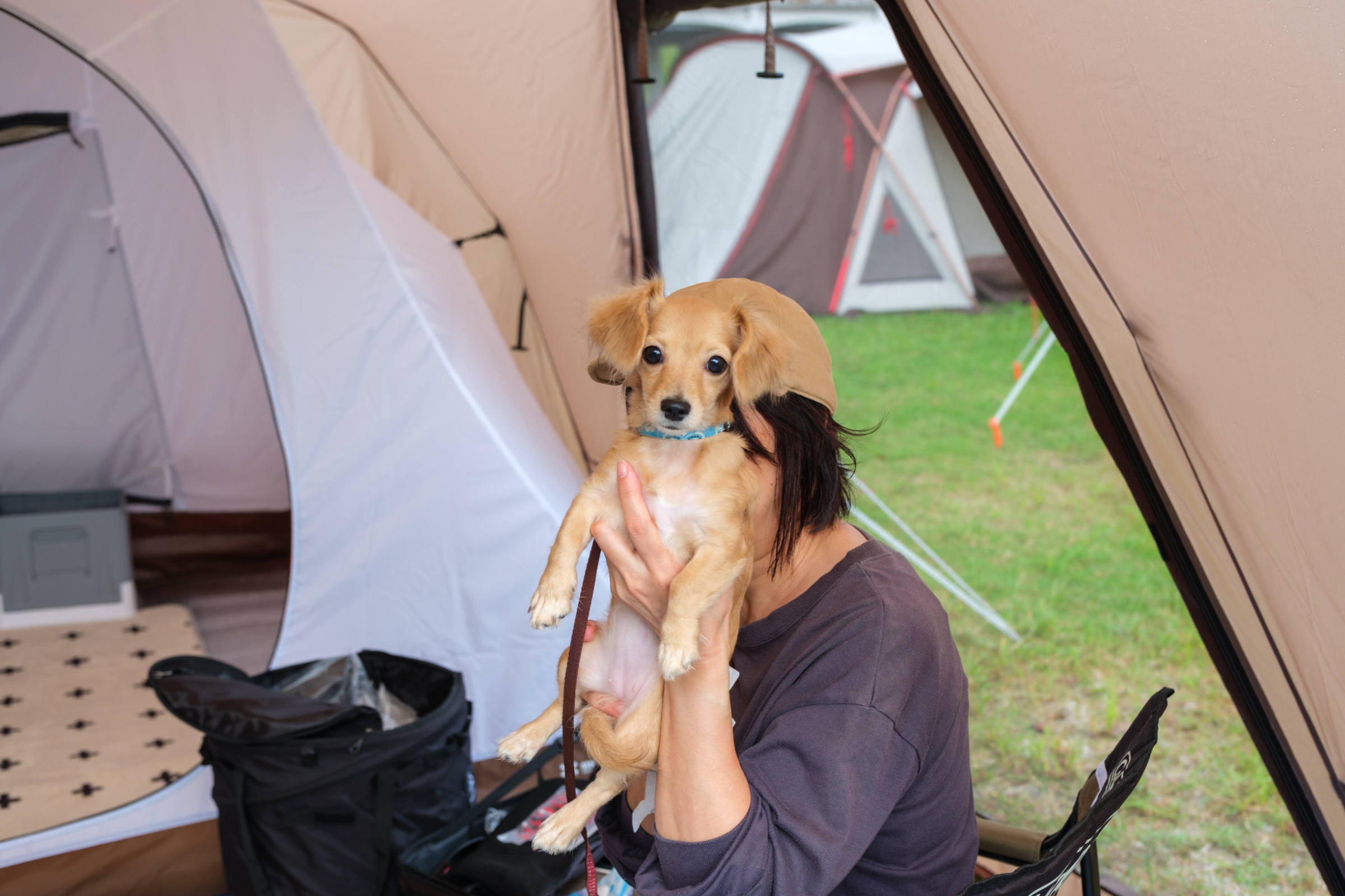 Let it Camp