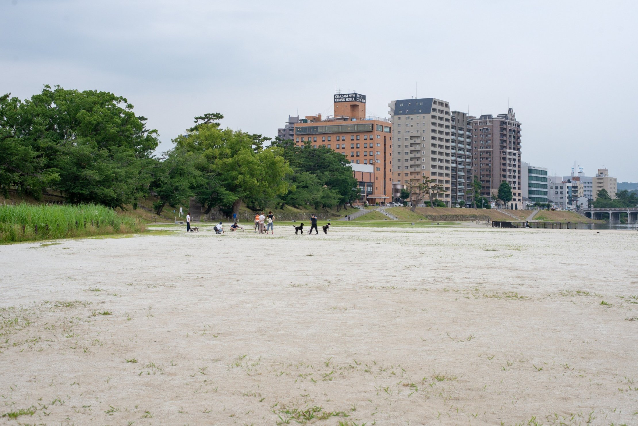 乙川河川敷の犬たち