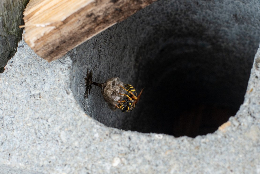 ブロック内に巣を作るアシナガバチ