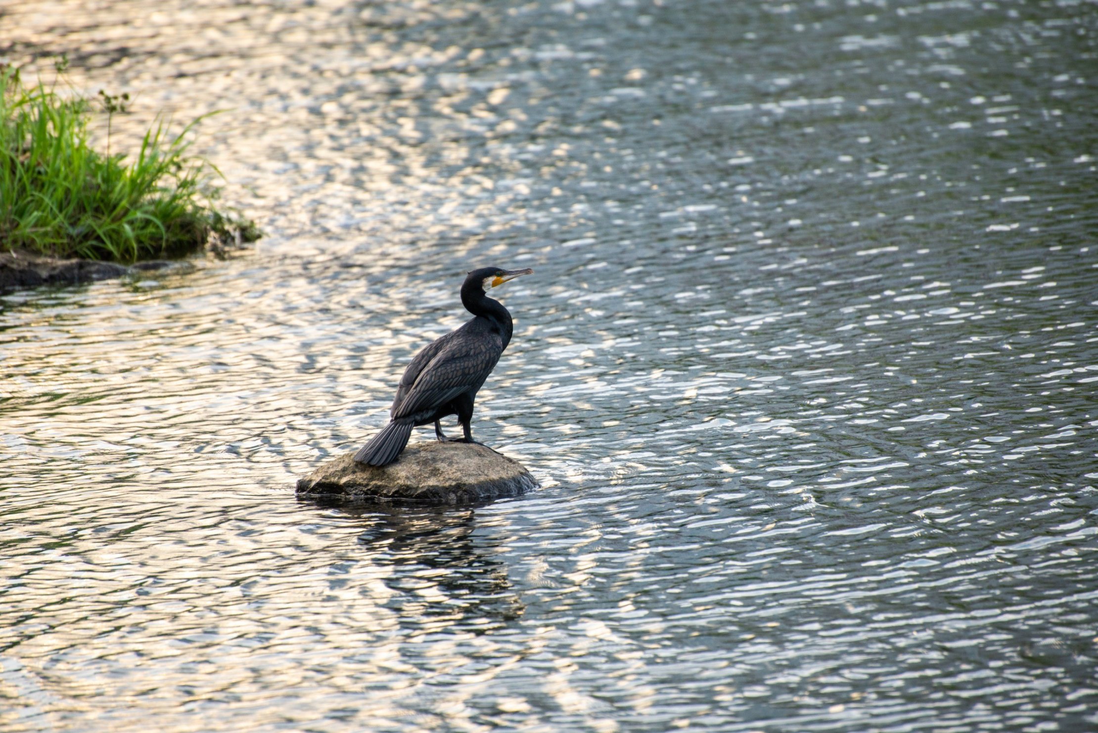 乙川の川鵜（カワウ）